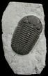 Monster Silica Eldredgeops Trilobite - #5746-7
